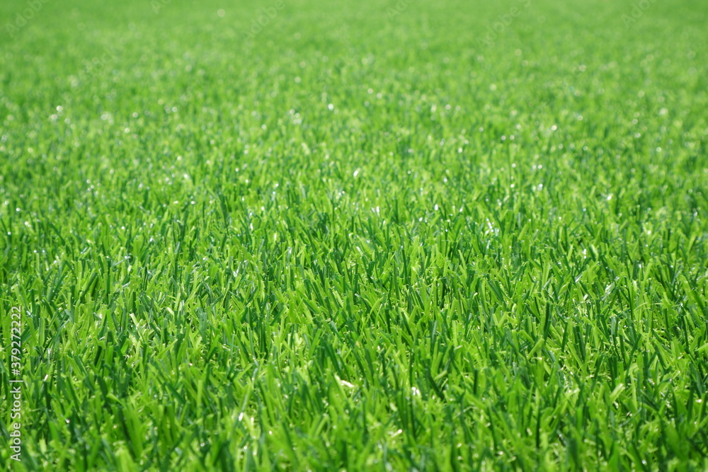 close up of artificial grass / background for text or image
close up of artificial grass / background for text or image