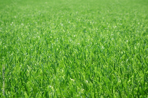 close up of artificial grass / background for text or image 