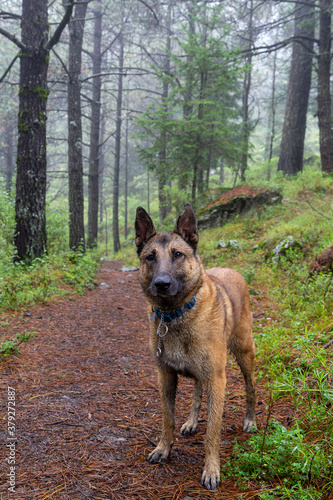 portrait of Belgian Malinois shepherd purebred dog in foggy forest