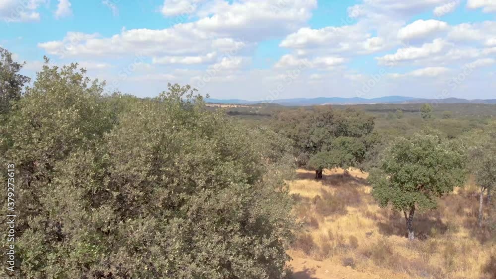 Aerial images rising over a typical Mediterranean forest in southern Spain. A tree in the foreground. Aerial images rising over a typical Mediterranean forest in southern Spain. A tree in the foreground.