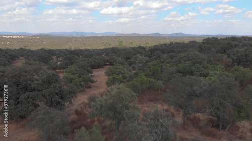 Aerial footage flying very close to the treetops in a typical Mediterranean forest in southern Spain photo