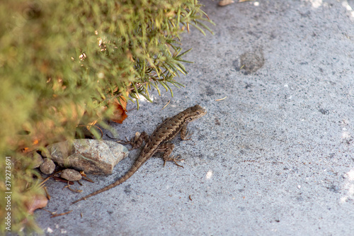 wild lizard on flat ground