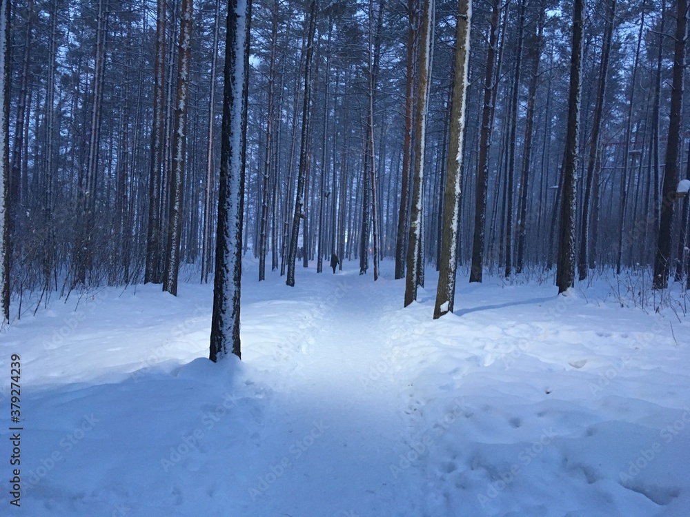 forest in winter forest in winter