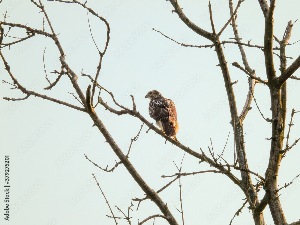 Red-Tailed Hawk Bird of Prey Raptor Perched on Bare Tree Branch with Blue Sky Background Red-Tailed Hawk Bird of Prey Raptor Perched on Bare Tree Branch with Blue Sky Background