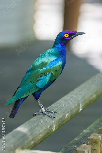 a Purple starling (Lamprotornis purpureus) is a member of the starling family of birds.
It is a resident breeder in tropical Africa from Senegal and north Zaire east to Sudan and west Kenya. 