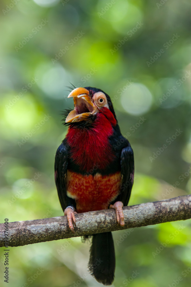 Obraz premium The bearded barbet (Lybius dubius) is an African barbet. The barbets get their name from the bristles which fringe their heavy bills.