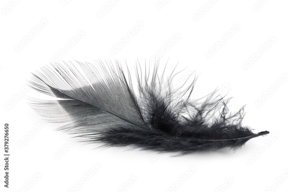 black feather texture