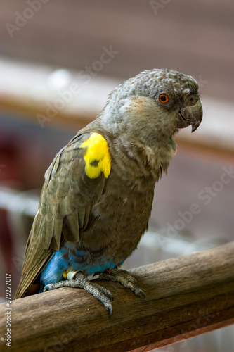 Rueppell's parrot (Poicephalus rueppellii) is endemic in southwestern Africa from central Namibia to southwest Angola. It lives in savanna where there are trees or in dry woodland. photo