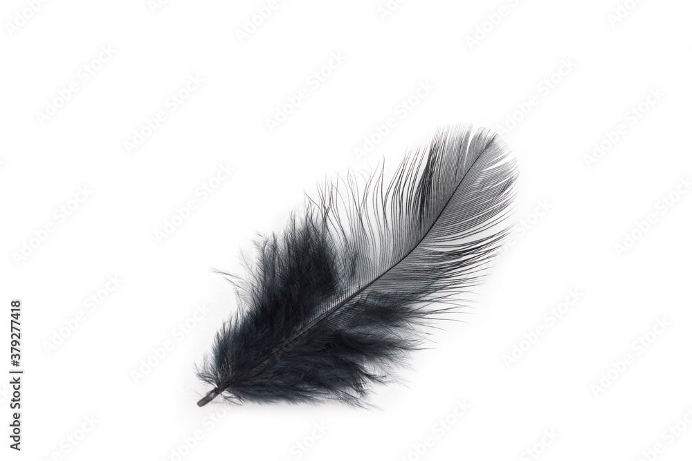 Obraz premium black feather texture