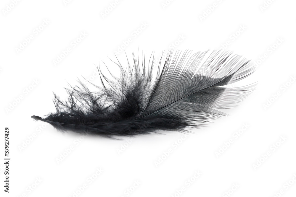 black feather texture