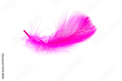 Pink feather texture