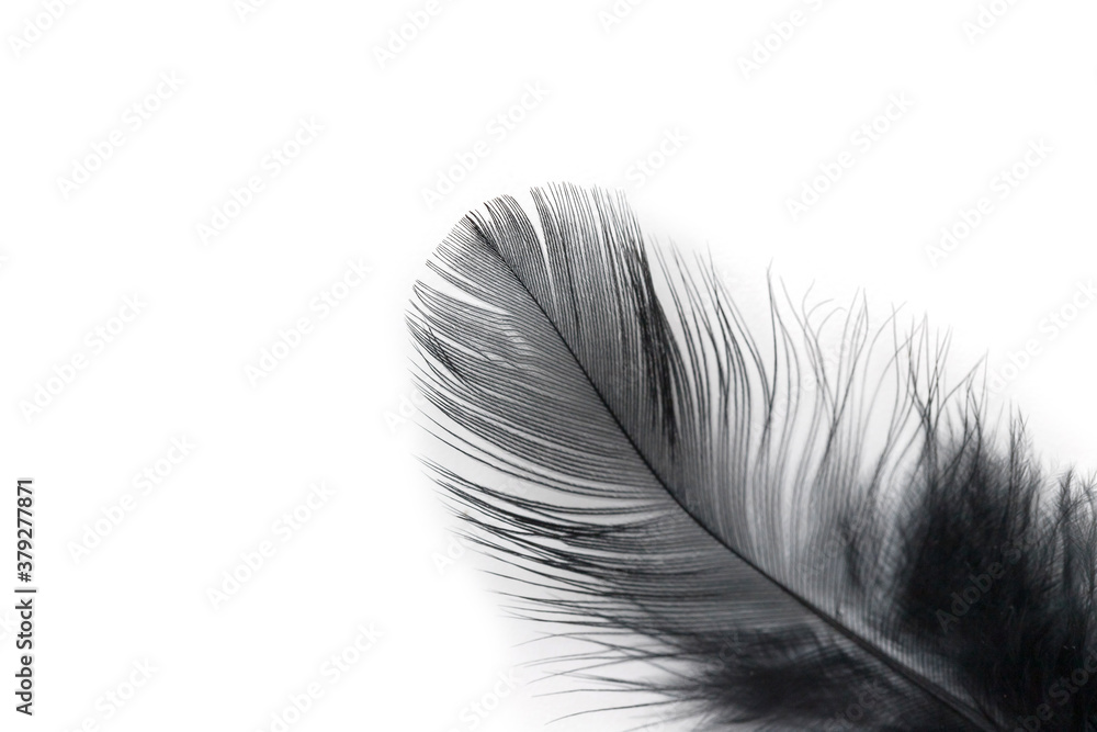 Obraz premium black feather texture