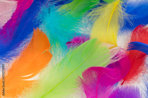 Many colorful feather texture