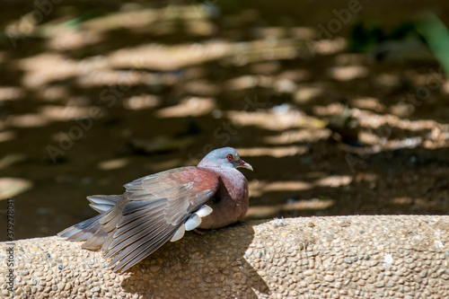 The Malagasy turtle dove (Nesoenas picturatus) bask in the sun. 
It is a bird species in the pigeon and dove family, Columbidae.  photo