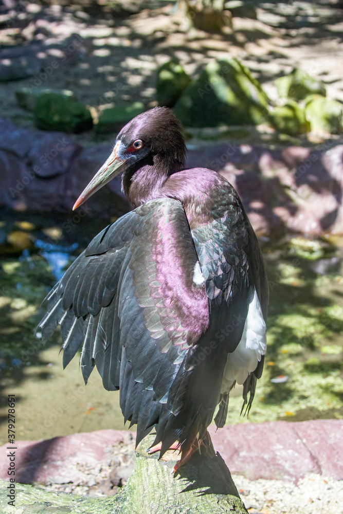 Naklejka premium The Abdim's stork (Ciconia abdimii) bask in the sun, looks like a pterosaur. It is a black stork with grey legs, red knees and feet, grey bill and white underparts.