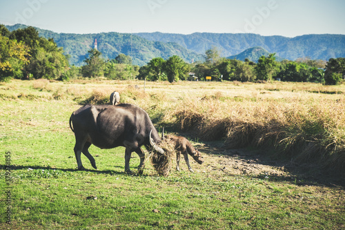 Fototapeta Naklejka Na Ścianę i Meble -  Buffalo at Thailand.
