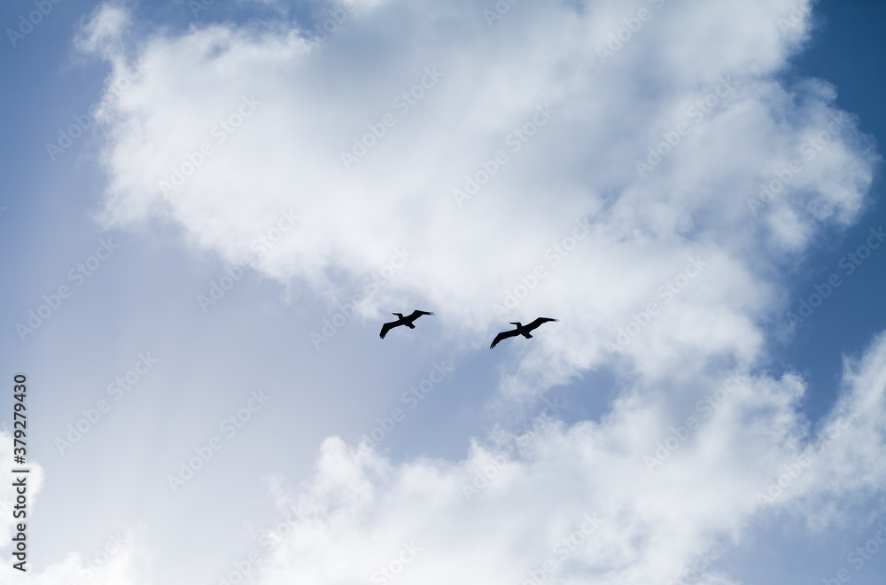 Silhouettes of two pelicans