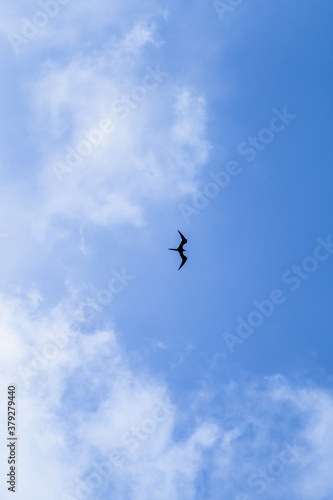 Silhouette of frigate bird in a blue sky