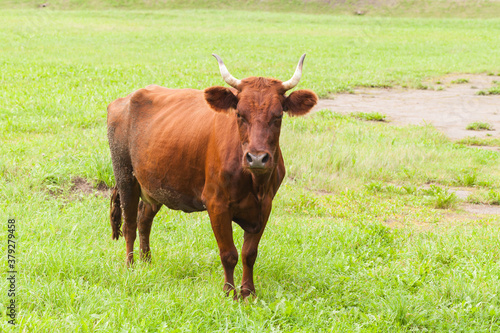 Brown cow walk on the meadow