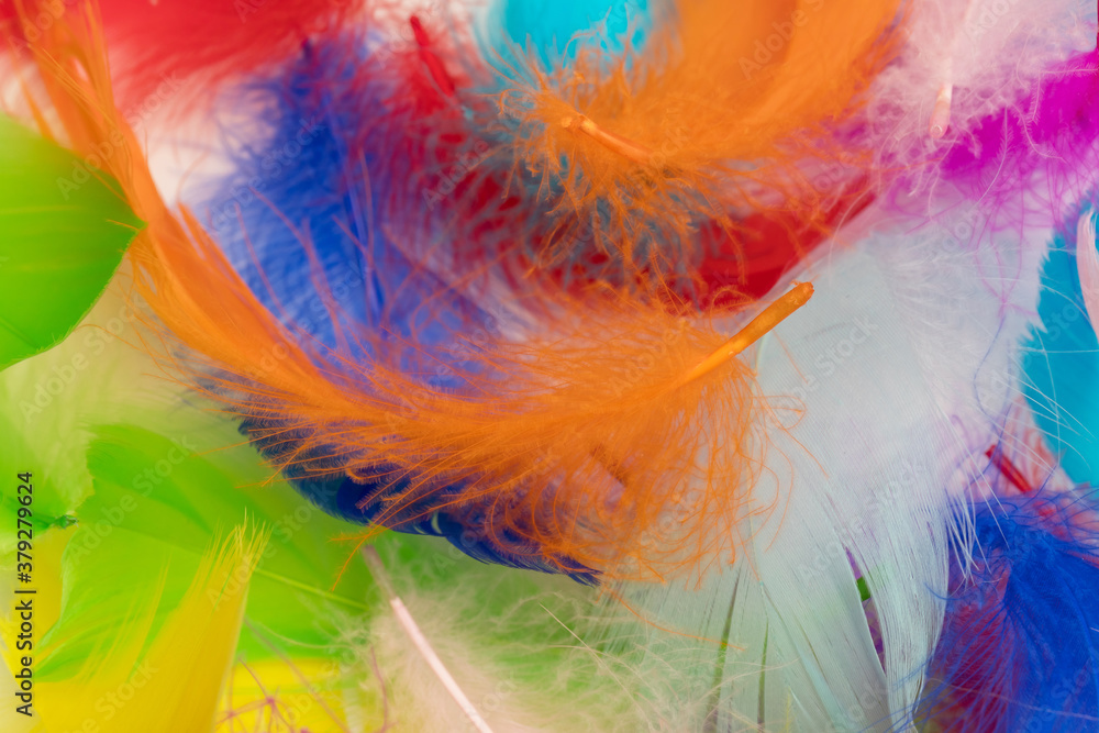 Obraz premium Many colorful feather texture
