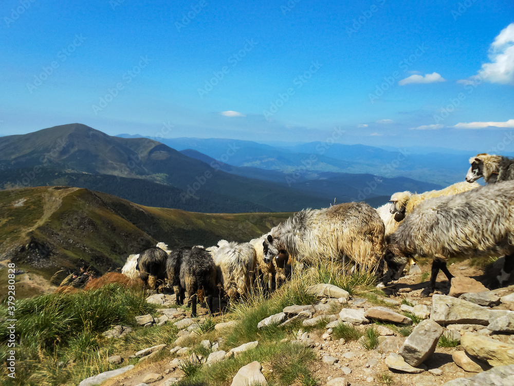Flock of sheep in the mountains. Location of the Carpathians, Ukraine.