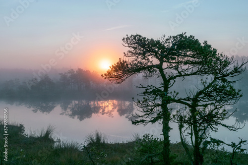 magical sunrise landscape from the bog in the early morning, tree silhouettes in the morning mist, blurred background in the mist, traditional bog vegetation, Madiesēni bog, Latvia