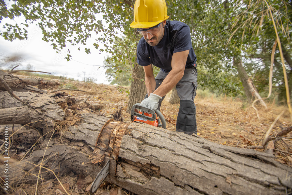 lumberjack with chainsaw in forest lumberjack with chainsaw in forest