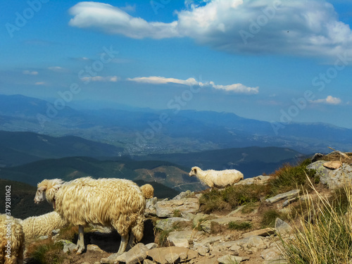 Flock of sheep in the mountains. Location of the Carpathians, Ukraine.