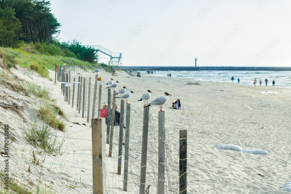 The black-headed gulls (Chroicocephalus ridibundus) sitting on wooden posts in a row