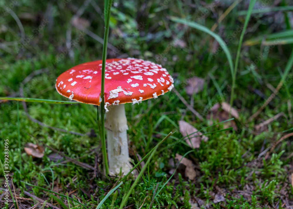 natural forest background, wild mushroom in the forest, traditional forest background with grass, moss, lichens and dry branches, autumn forest texture natural forest background, wild mushroom in the forest, traditional forest background with grass, moss, lichens and dry branches, autumn forest texture