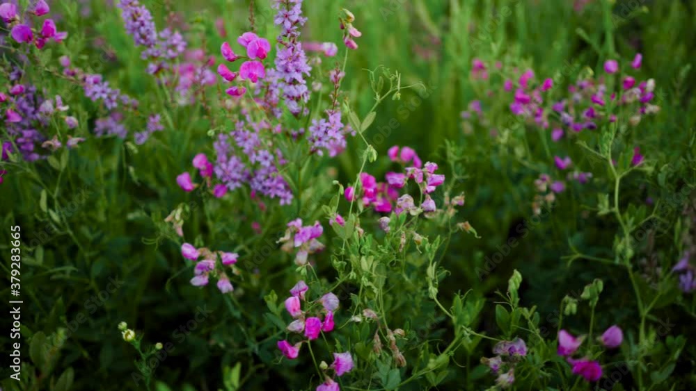 Field of blue flowers, a lavender field Field of blue flowers, a lavender field