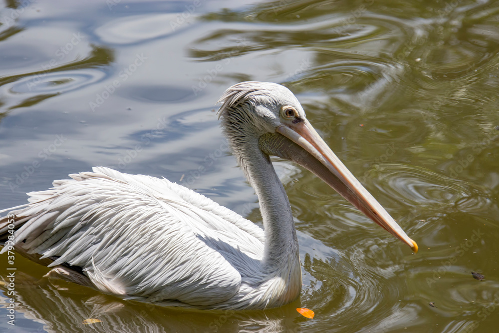 The spot-billed pelican (Pelecanus philippensis) is a member of the pelican family. It breeds in southern Asia from southern Pakistan across India east to Indonesia. The spot-billed pelican (Pelecanus philippensis) is a member of the pelican family. It breeds in southern Asia from southern Pakistan across India east to Indonesia.
