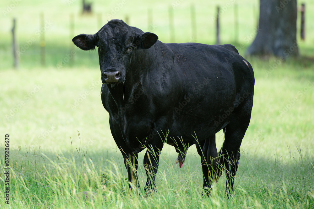 Farming Ranch Angus and Hereford Cattle. Black Cow. Farming Ranch Angus and Hereford Cattle. Black Cow.