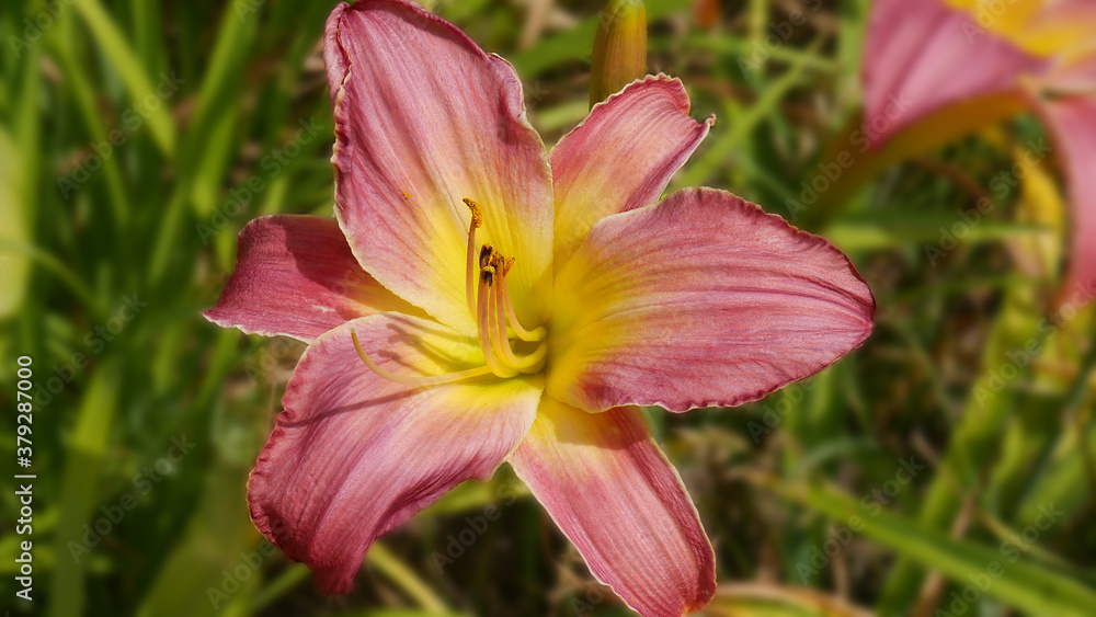Blooming pink hemerocallis of large-flowered sort Tastevin.. closeup on blurred background of garden, selective focus. Blooming pink hemerocallis of large-flowered sort Tastevin.. closeup on blurred background of garden, selective focus.
