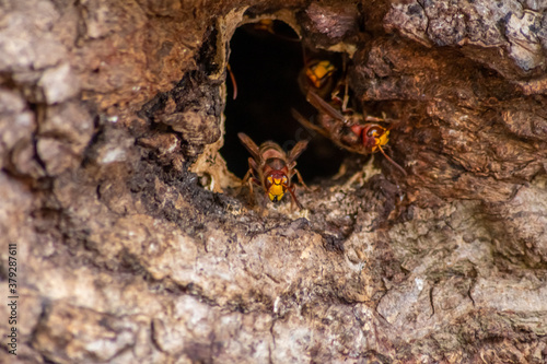 European hornets defend the entry of their hornets nest against invaders and are a dangerous and poisonous pest that build colony with stinging yellow jackets in tree trunks with aggressive attack
