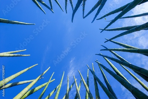 Wallpaper Mural 天に向かってひとすじに伸びる～竹が作る丸い空間 Torontodigital.ca