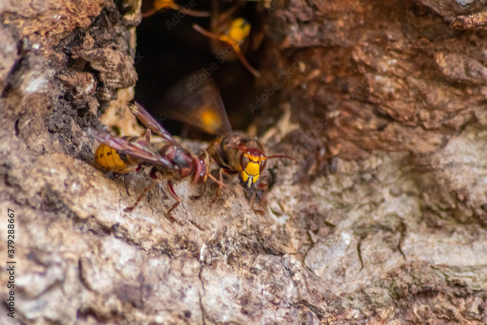 European hornets defend the entry of their hornets nest against invaders and are a dangerous and poisonous pest that build colony with stinging yellow jackets in tree trunks with aggressive attack European hornets defend the entry of their hornets nest against invaders and are a dangerous and poisonous pest that build colony with stinging yellow jackets in tree trunks with aggressive attack