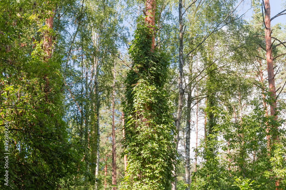 Fototapeta premium Forest with trees entwined with climbing plants, fragment