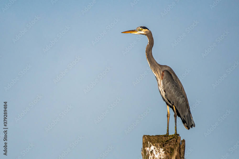 Obraz premium great blue heron perched on stump