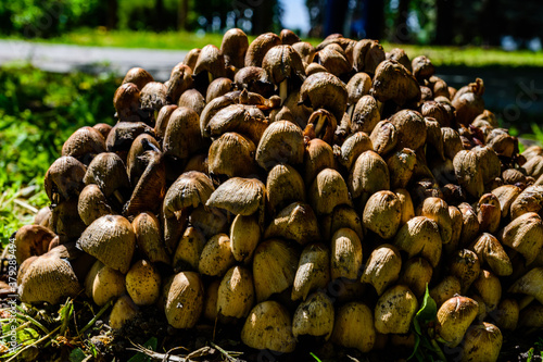 Fiber cap mushrooms (Inocybe asterospora) growing in a forest photo