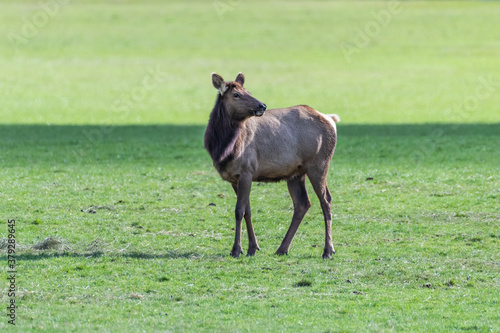 elk in field of grass