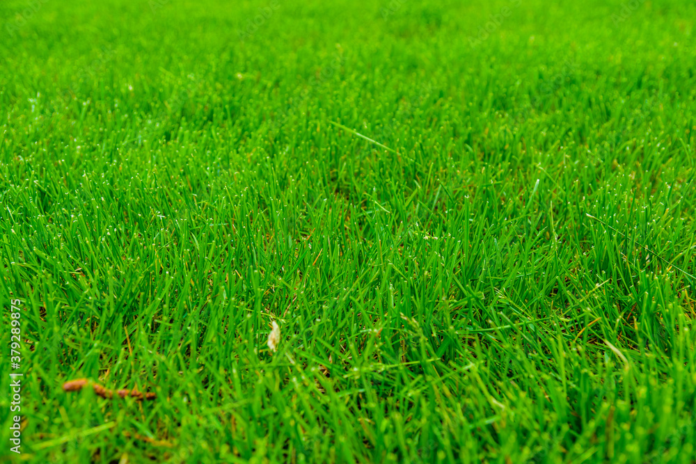 Obraz premium Background of the green grass. Eco concept. Selective focus