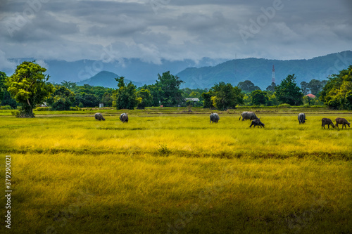 Beautiful view of agriculture green rice field landscape against blue sky with clouds background, Thailand. Paddy farm plant peaceful. Environment harvest cereal. Group asian buffalo eating grass food