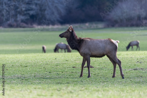 elk in field of grass