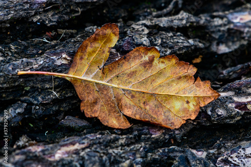 autumn leaf on top of tree bark