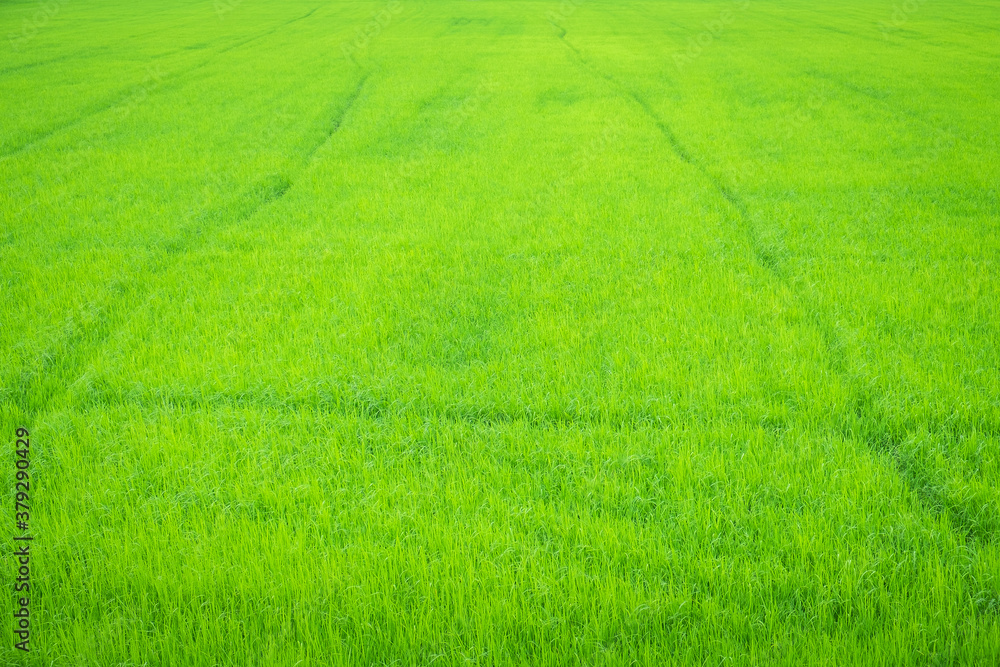 Beautiful agriculture green rice field landscape background, Thailand. Paddy farm plant peaceful. Environment harvest cereal.