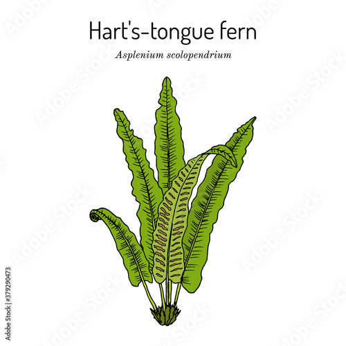 Harts-tongue fern Asplenium scolopendrium , ornamental and medicinal plant