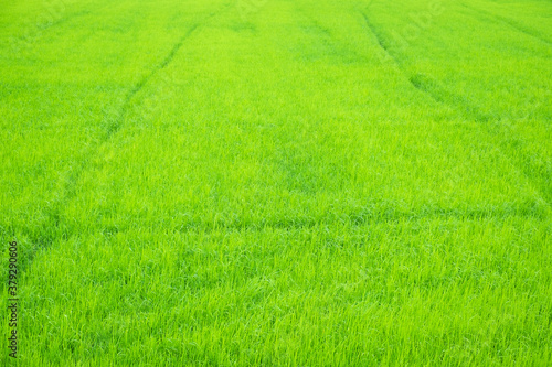 Beautiful view of agriculture green rice field landscape background, Thailand. Paddy farm plant peaceful. Environment harvest cereal. 
