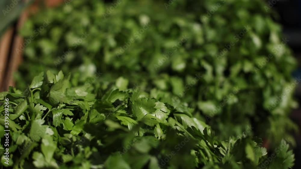 Close up of parsley leaves and dill placed in a cardboard box. Concept of healthy food. Slow motion Close up of parsley leaves and dill placed in a cardboard box. Concept of healthy food. Slow motion