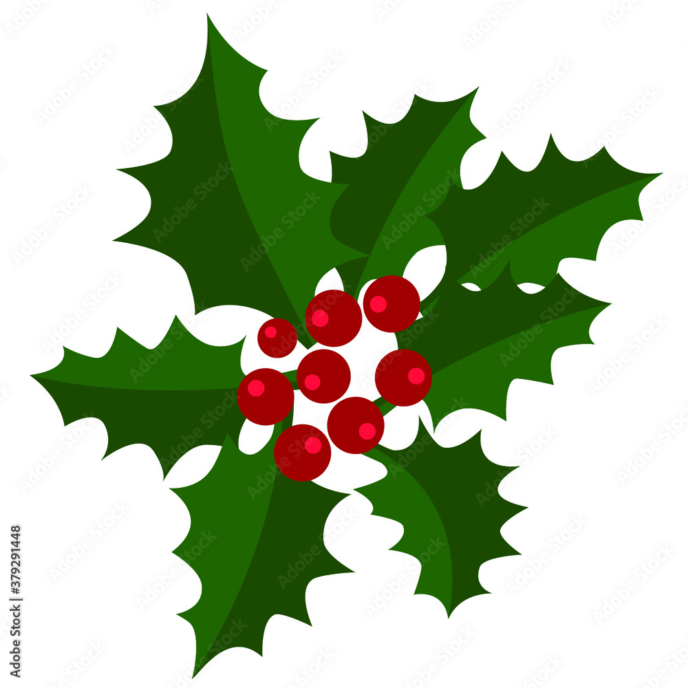 Evergreen holly and berries illustration on white to christmas Evergreen holly and berries illustration on white to christmas